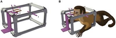 From imaging to precision: low cost and accurate determination of stereotactic coordinates for brain surgery Sapajus apella using MRI